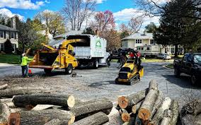 Best Tree Maintenance Programs  in USA